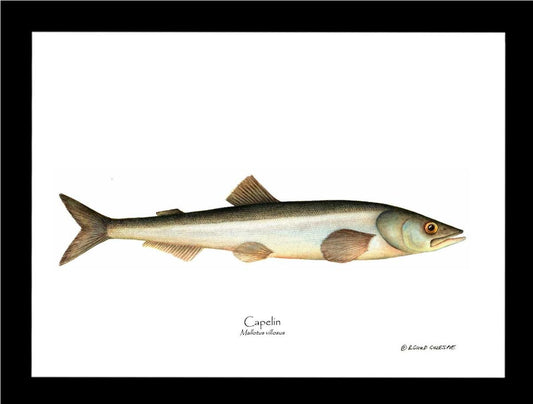 Capelin Mallotus villosus | Wall Art Fish Print