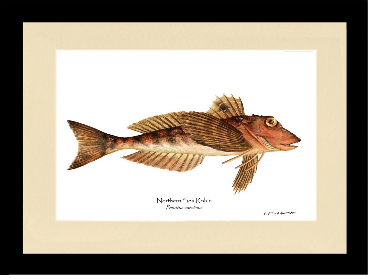 Northern Sea Robin Prinotus carolinus | Wall Art Fish Print