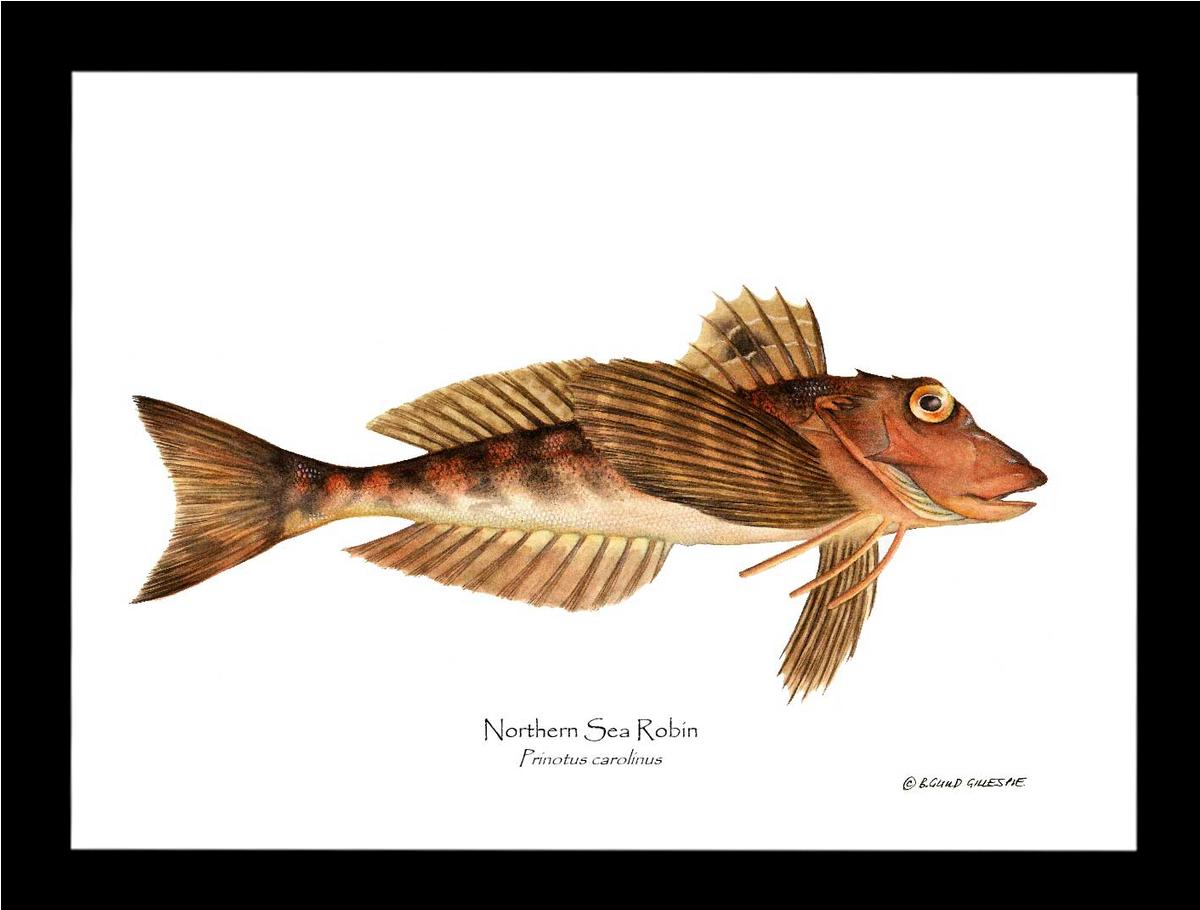 Northern Sea Robin Prinotus carolinus | Wall Art Fish Print