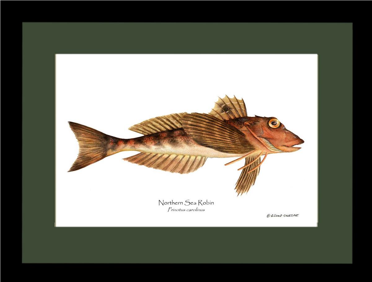 Northern Sea Robin Prinotus carolinus | Wall Art Fish Print