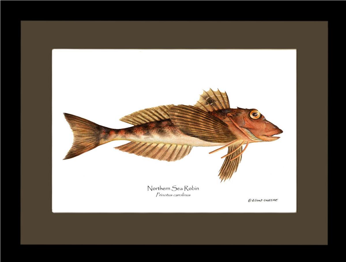 Northern Sea Robin Prinotus carolinus | Wall Art Fish Print