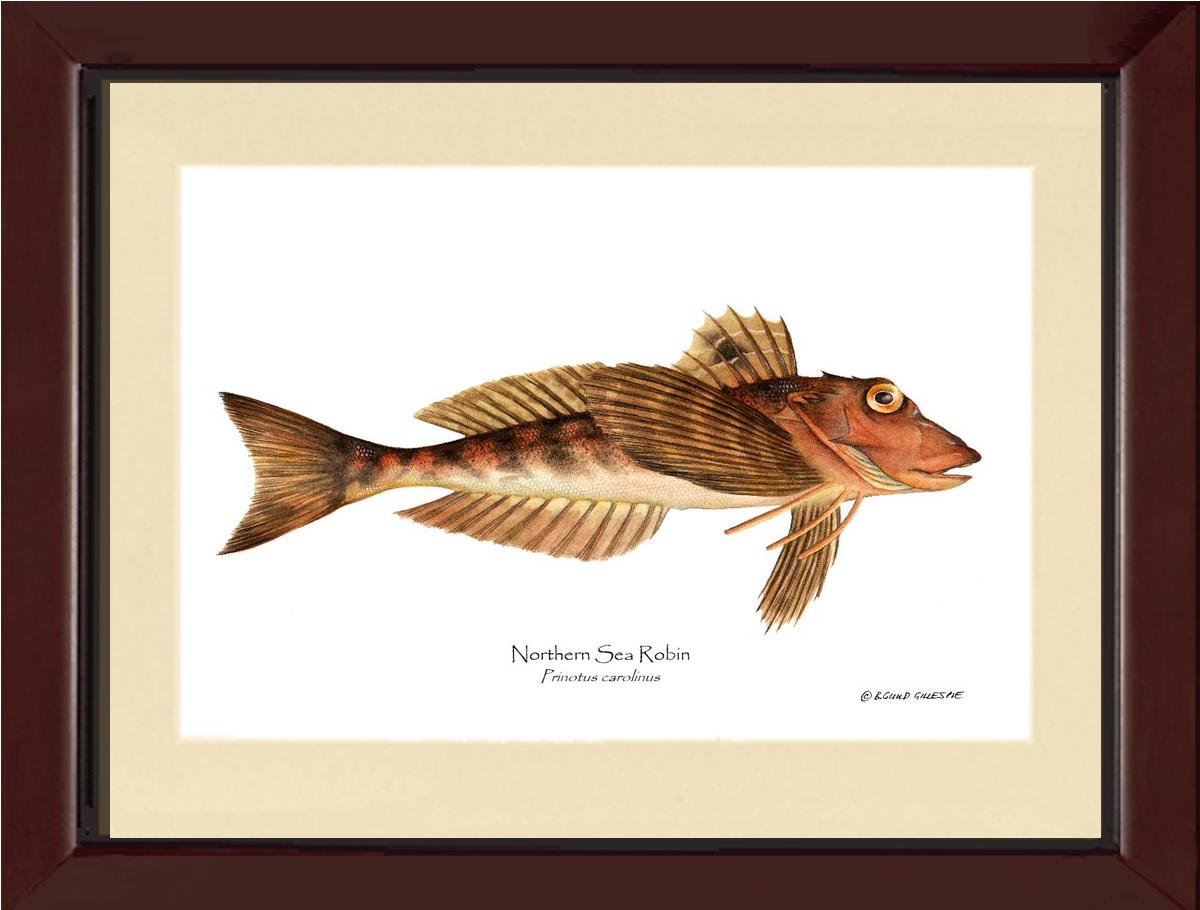 Northern Sea Robin Prinotus carolinus | Wall Art Fish Print