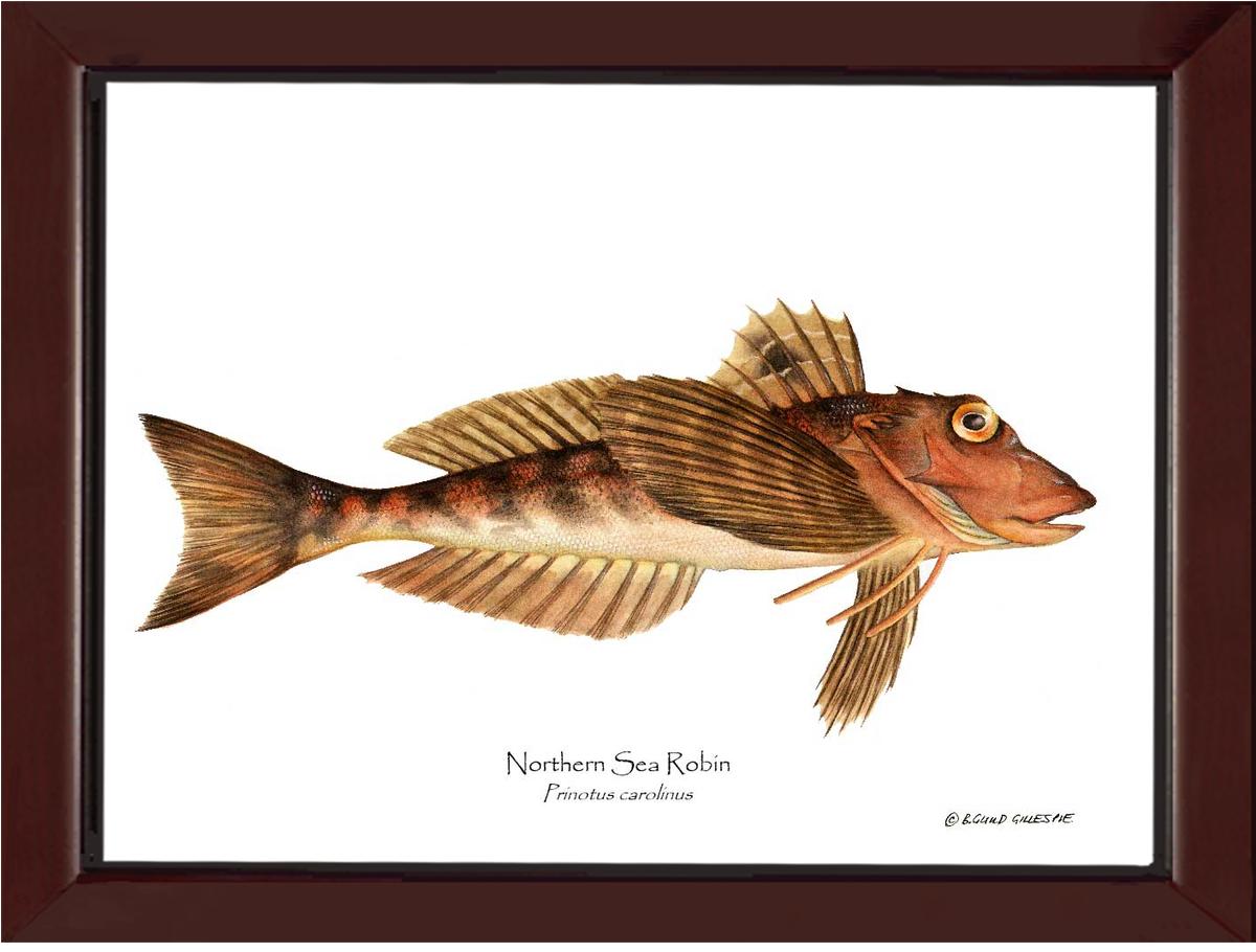 Northern Sea Robin Prinotus carolinus | Wall Art Fish Print