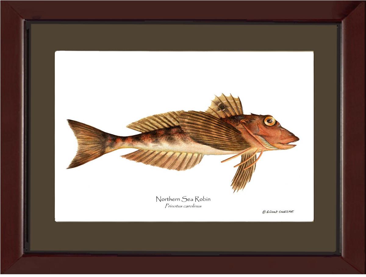 Northern Sea Robin Prinotus carolinus | Wall Art Fish Print