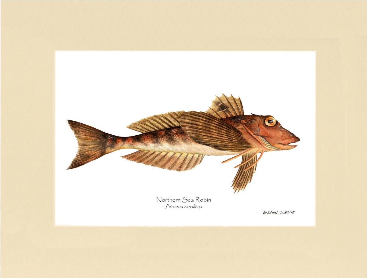 Northern Sea Robin Prinotus carolinus | Wall Art Fish Print