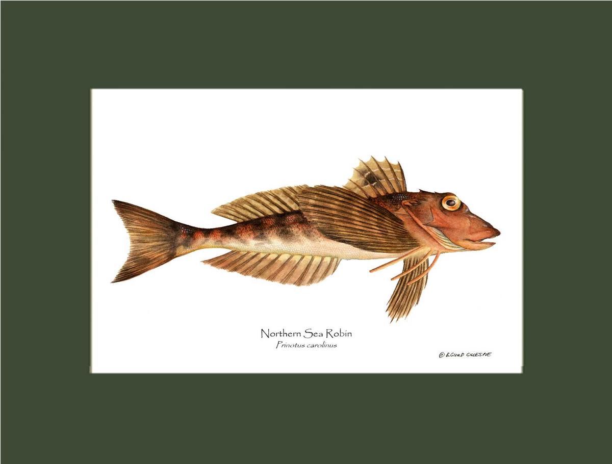 Northern Sea Robin Prinotus carolinus | Wall Art Fish Print