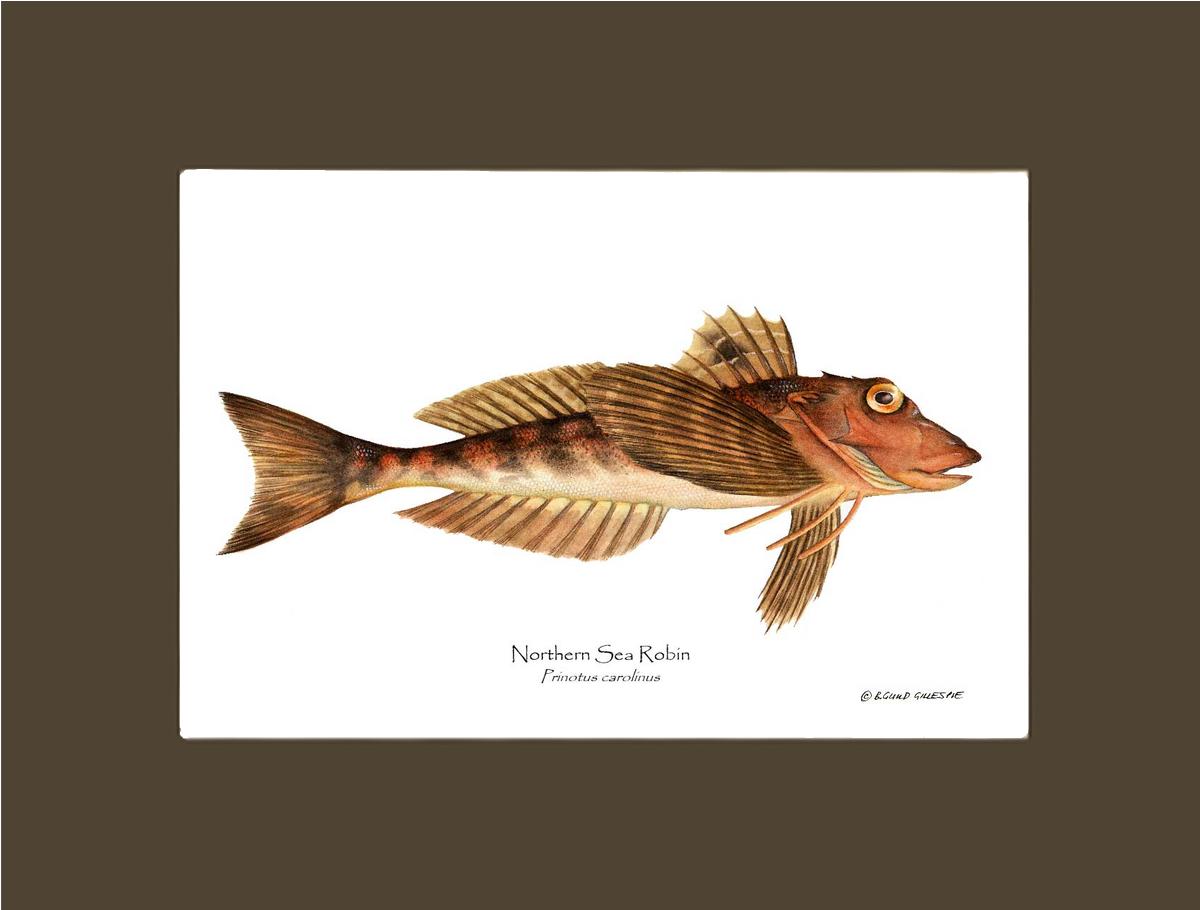 Northern Sea Robin Prinotus carolinus | Wall Art Fish Print