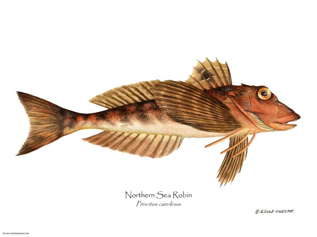 Northern Sea Robin Prinotus carolinus | Wall Art Fish Print