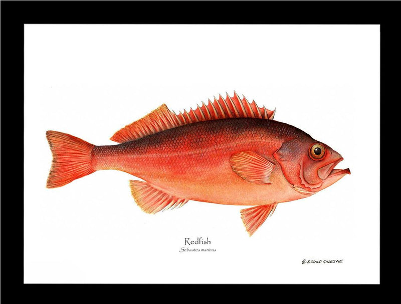Fish Print: Ocean Perch Redfish Sebastes marinus – Charting Nature