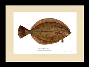 Winter Flounder Pseudopleuronectes americ