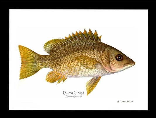 Burro Grunt Pomadasys croco | Wall Art Fish Print