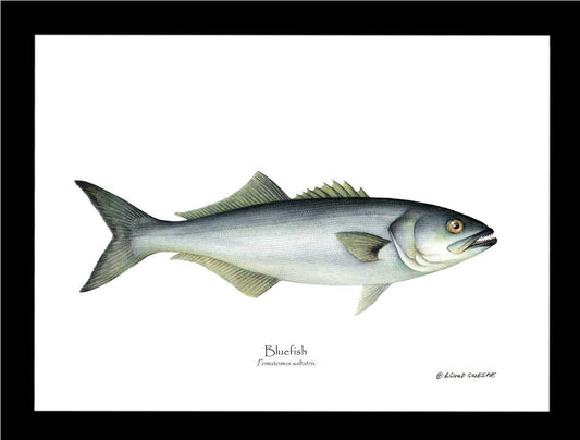 Bluefish Pomatomus saltatrix | Wall Art Fish Print