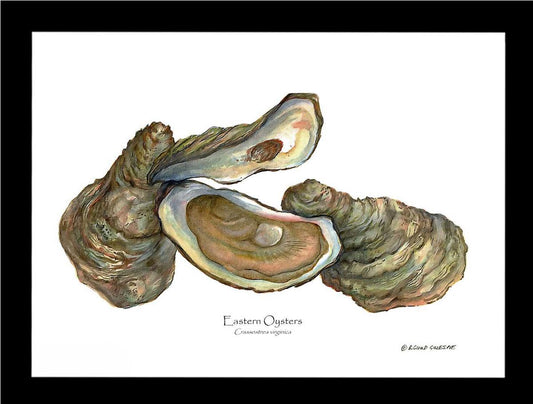 Oysters, Eastern | Wall Art Shellfish Print