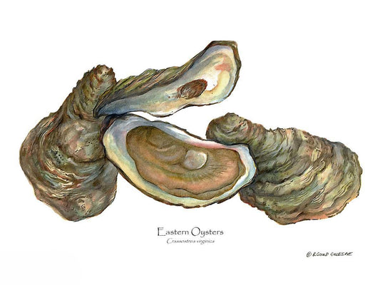 Shellfish Print: Oysters, Eastern