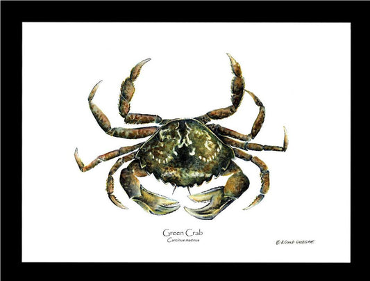 Crab, Green | Wall Art Shellfish Print