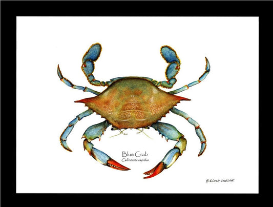 Crab, Blue | Wall Art Shellfish Print