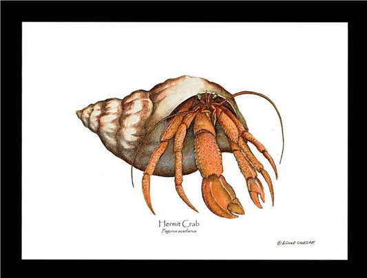 Crab, Hermit | Wall Art Shellfish Print