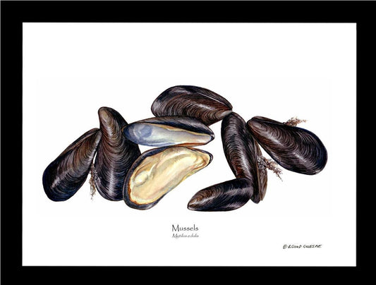 Mussels | Wall Art Shellfish Print