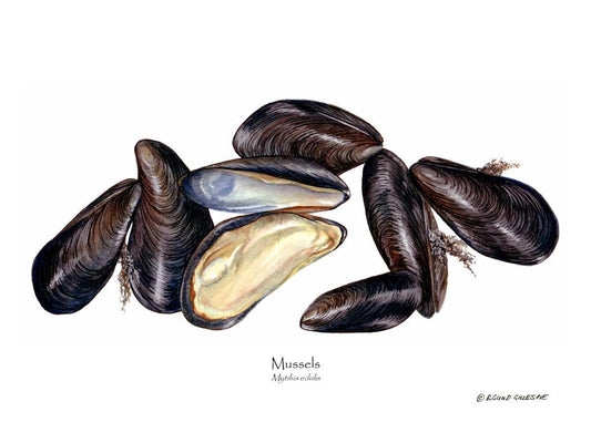 Shellfish Print: Mussels