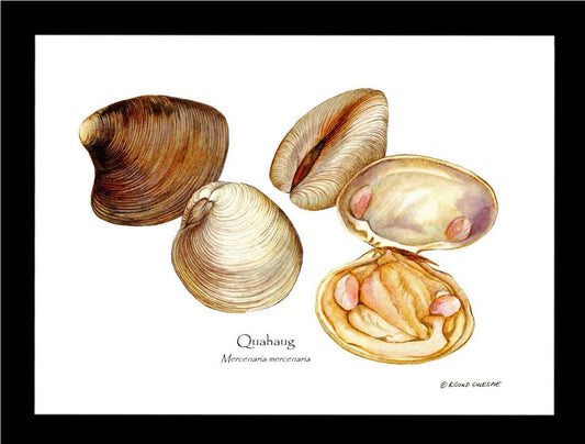 Quahaug | Wall Art Shellfish Print