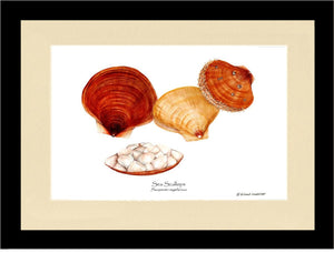 Shellfish Print: Scallops, Sea | Wall Art Shellfish Print