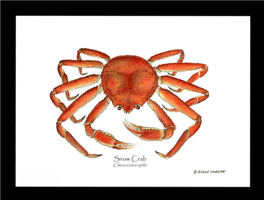 Crab, Snow | Wall Art Shellfish Print