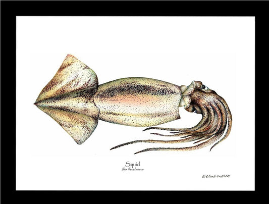 Shellfish Print: Squid | Wall Art Shellfish Print