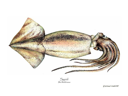 Shellfish Print: Squid