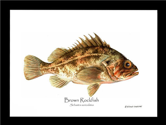 Brown Rockfish Sebastes auriculatus | Wall Art Fish Print