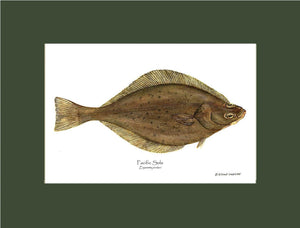 Pacific Sole Eopsetta jordani