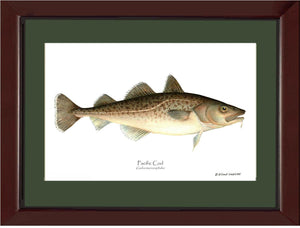 Pacific Cod Gadus macrocephalus | Wall Art Fish Print