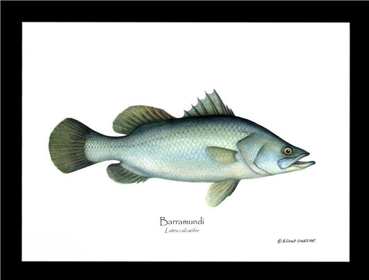 Barramudi Lates calcar | Wall Art Fish Print