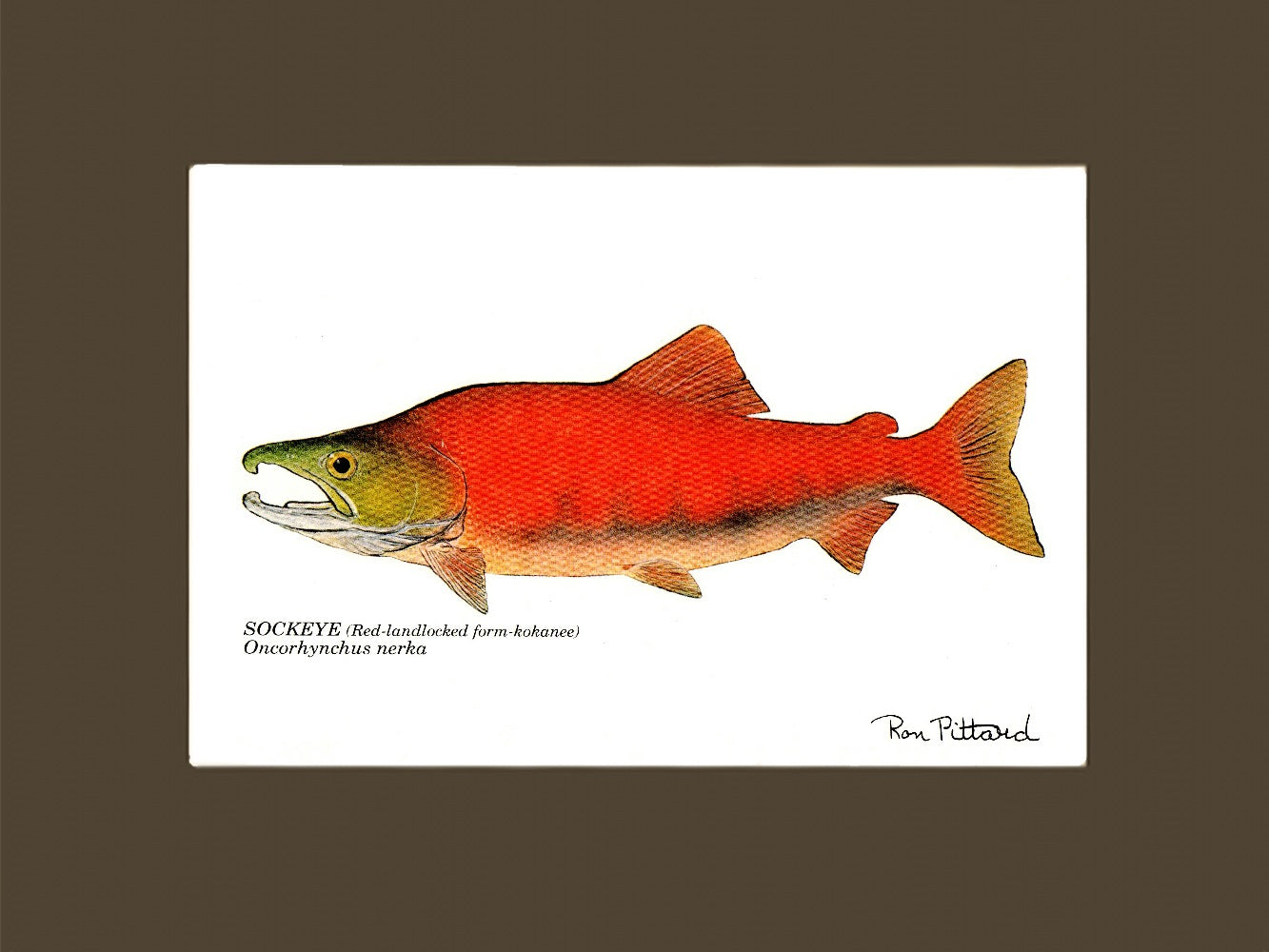 Sockeye Salmon Fish Print (kokanee) - Fishing Wall Art Decor
