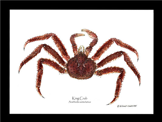 Crab, King | Wall Art Shellfish Print