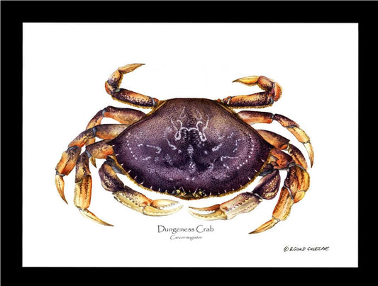 Dungeness Crab | Wall Art Shellfish Print