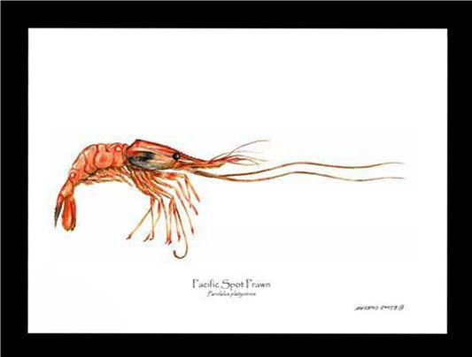 Prawn, Pacific Spot | Wall Art Shellfish Print