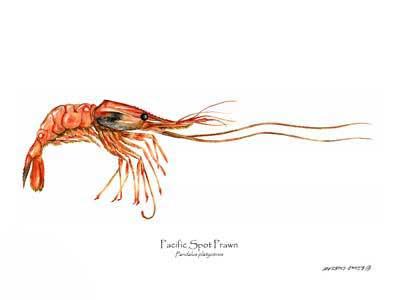 Shellfish Print: Prawn, Pacific Spot