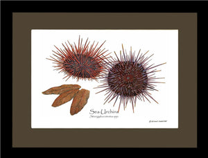 Sea Urchins, Red/Purple