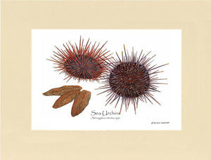 Sea Urchins, Red/Purple