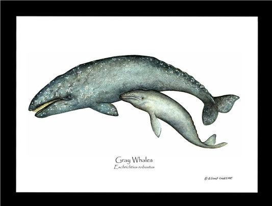 Shellfish Print: Whale, Gray  - Eschrichtius robustus | Wall Art Shellfish Print