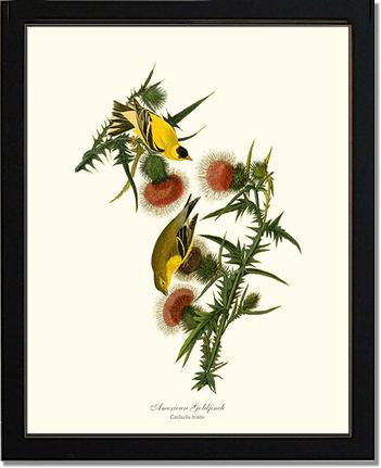 Goldfinch, American | Wildbird Wall Art Print