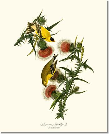 Goldfinch, American