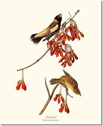 Bird Print: Bobolink