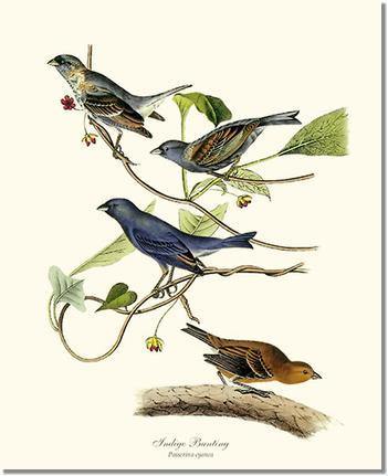 Bird Print: Bunting, Indigo