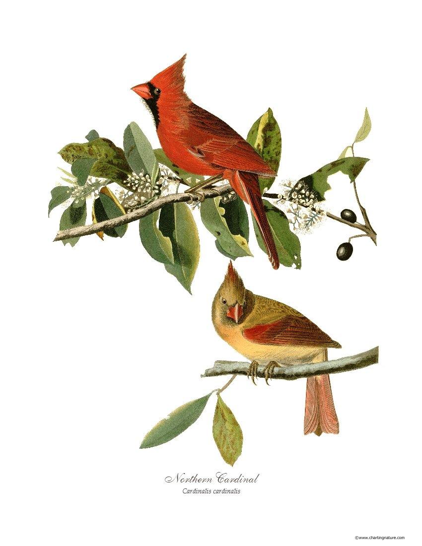 Audubon Matching Set of 4 Bird Prints - Charting Nature