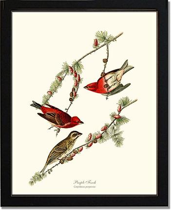 Purple Finch | Wildbird Wall Art Print