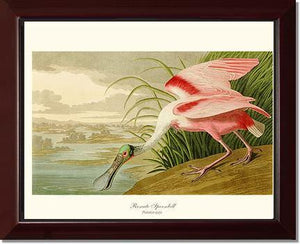 Spoonbill, Roseate - Charting Nature