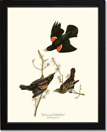 Blackbird, Red-winged - Charting Nature