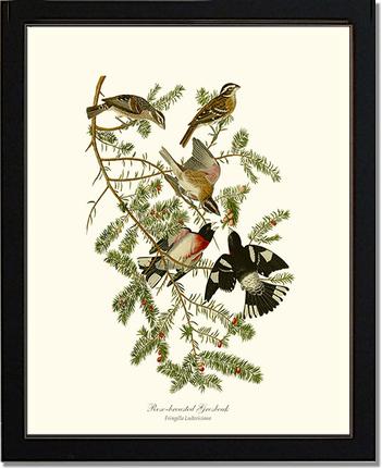 Rose-breasted Grosbeak | Wildbird Wall Art Print