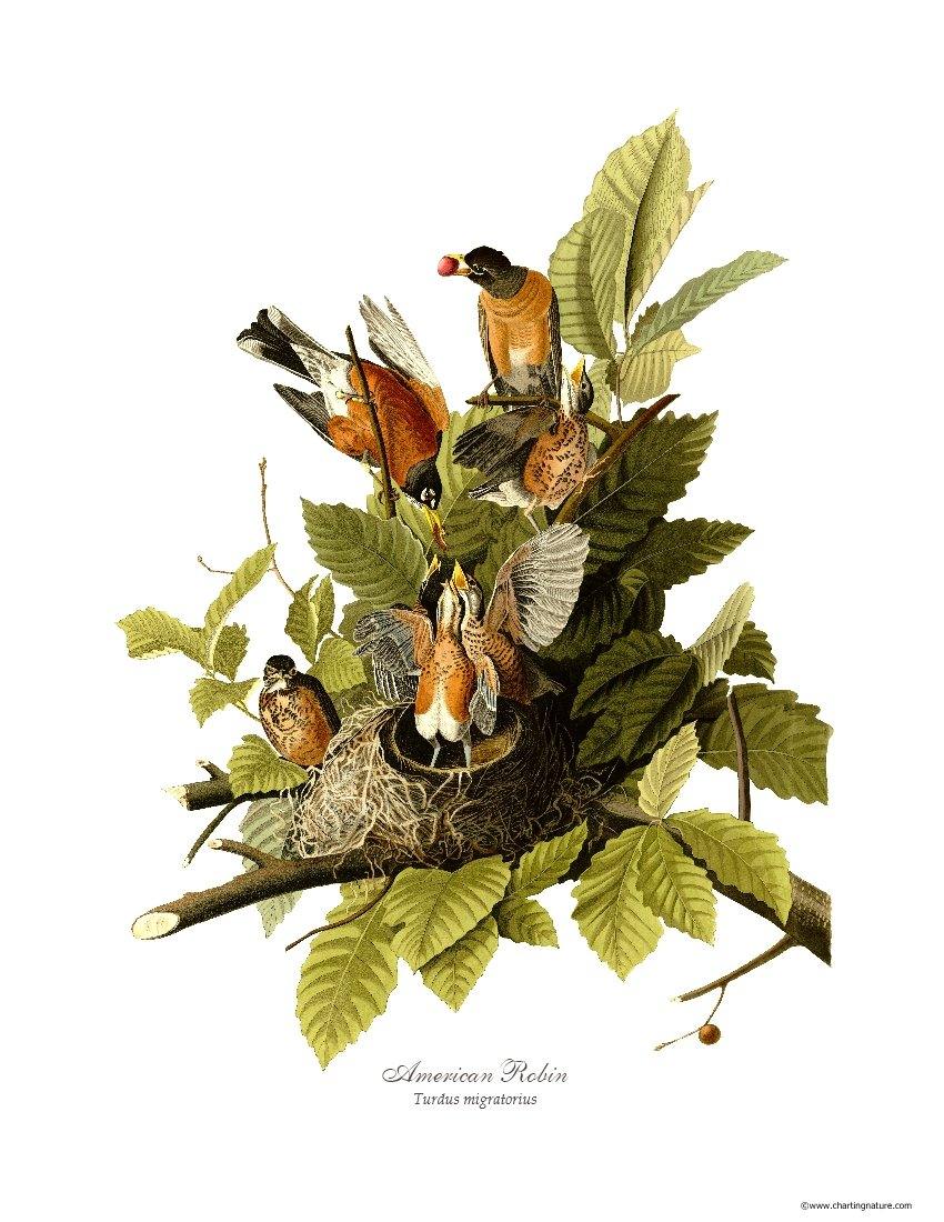 Audubon Matching Set of 4 Bird Prints - Charting Nature